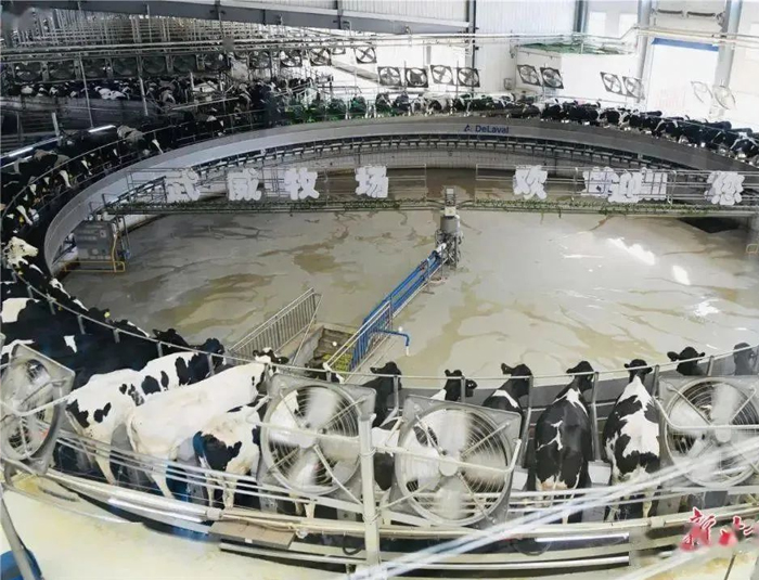 百亿级奶产业链在甘肃武威崛起